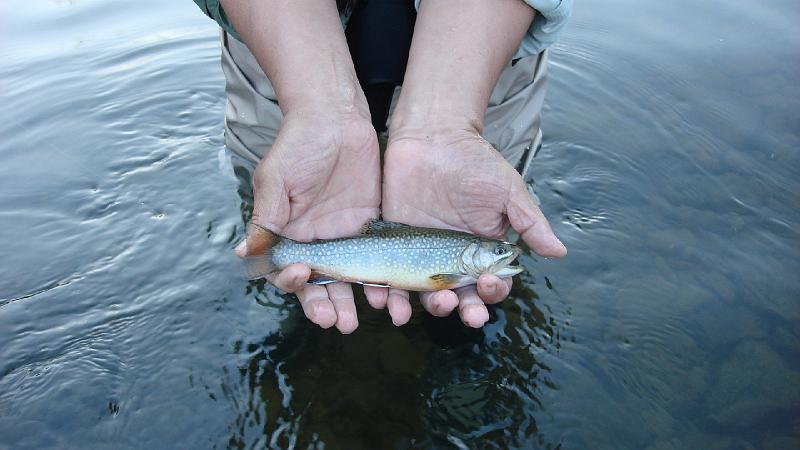 Steve's Brookie on Kettle.JPG